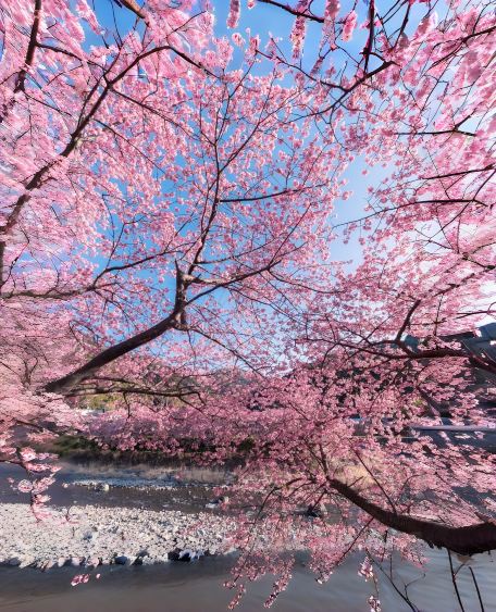 2026 Tokyo Round-Trip Izu Kawazu Cherry Blossom Festival Super