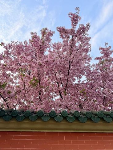 題名「桜の木」 2026年上海で最も美しい桜の木を解放！交大のこの一本は最高！ | Trip