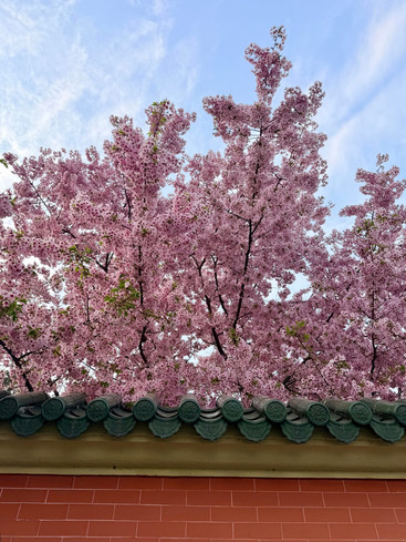 2026年上海で最も美しい桜の木を解放！交大のこの一本は最高！ | Trip