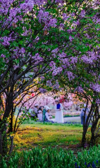 Stay at Home Inn in MixC Times Square, and admire the tulips along the Peach River. The spring breeze blows along the Peach River, and the tulips bloom like a palette of spring colors. Lilacs fall on your shoulders, and a kitten hides...