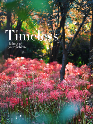 Hefei Early Autumn Special | Spider lilies paint the hills red at Xikuo Park