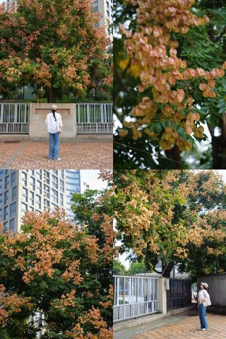 Is no one really taking photos of this goldenrain tree in downtown Zhengzhou?
