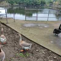 媲美動物園的台灣山豬城