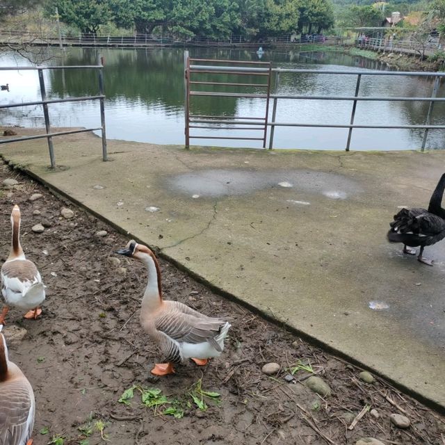 媲美動物園的台灣山豬城