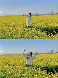 슬슬 들려오는 제주유채꽃 만개 소식🌼 직접 다녀온 제주유채꽃 스팟 공유💛
