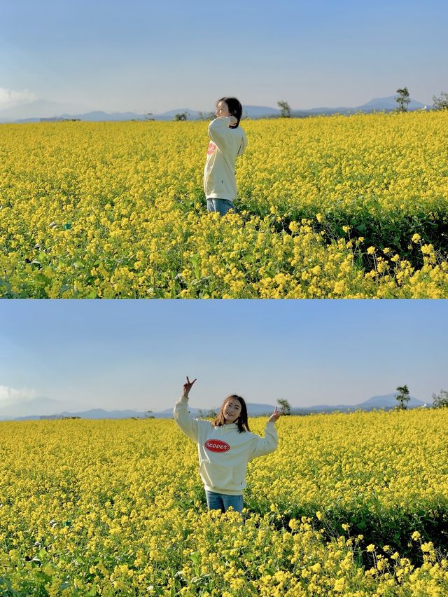 슬슬 들려오는 제주유채꽃 만개 소식🌼 직접 다녀온 제주유채꽃 스팟 공유💛