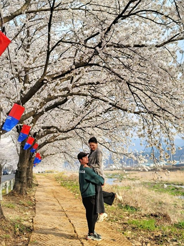 대구근교 벚꽃로드, 실시간 청도 벚꽃터널🌸