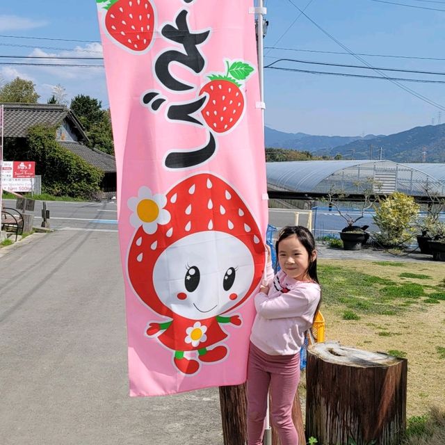 【九洲福岡遊】任摘任食甜王士多啤梨放題🍓