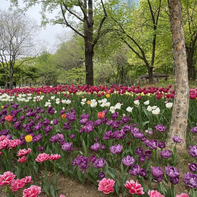 튤립🌷이 한가득 피어있는 “서울숲” 🌳