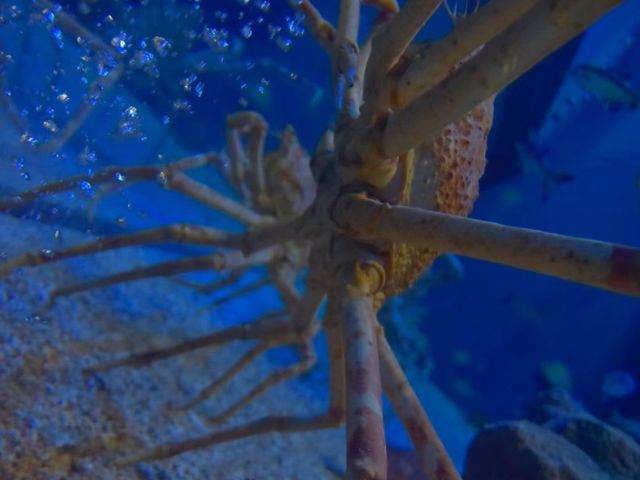 日本最大級水族館「海遊館」