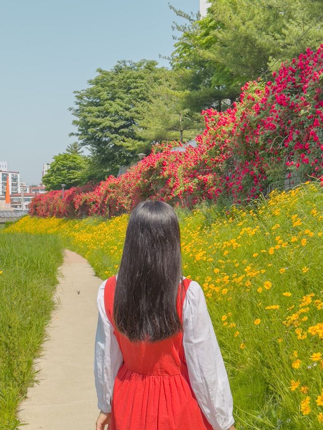 장미와 금계국 가득 핀 청주🌹🌼 장미와 금계국 가득 핀 청주🌹🌼