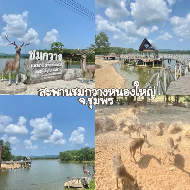 สะพานชมกวางหนองใหญ่ จ.ชุมพร