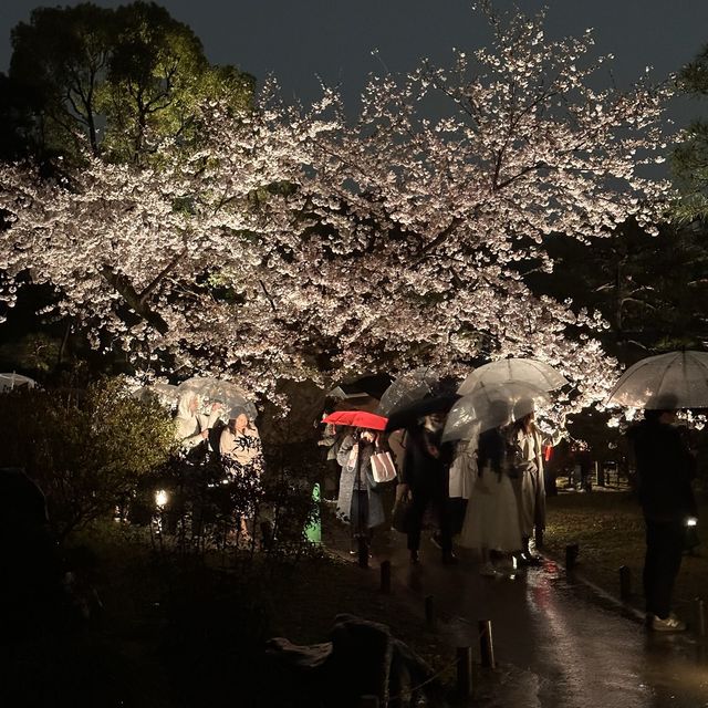 六義園夜櫻