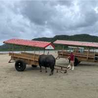 【沖縄県/由布島】初めての水牛車🐃