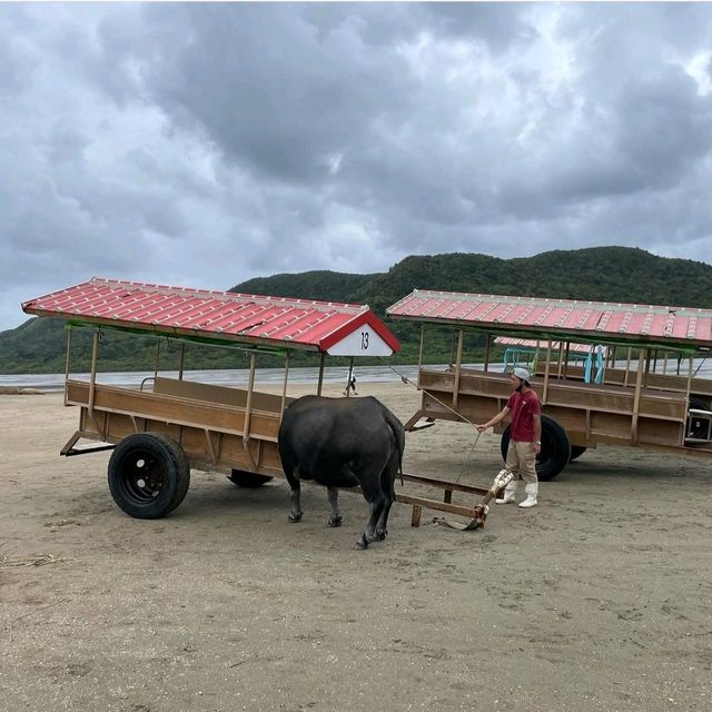 【沖縄県/由布島】初めての水牛車🐃