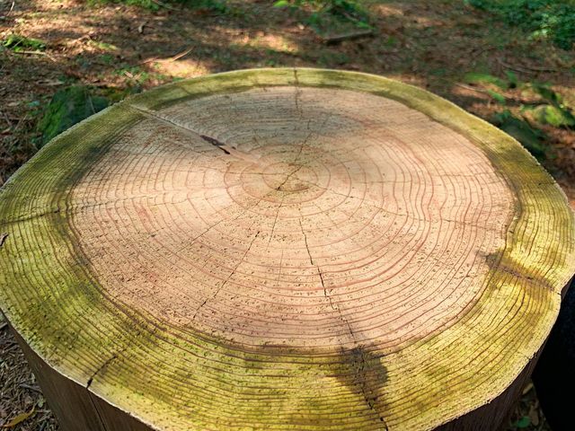 桃園東眼山國家森林公園｜美到極點的自導式步道🌳