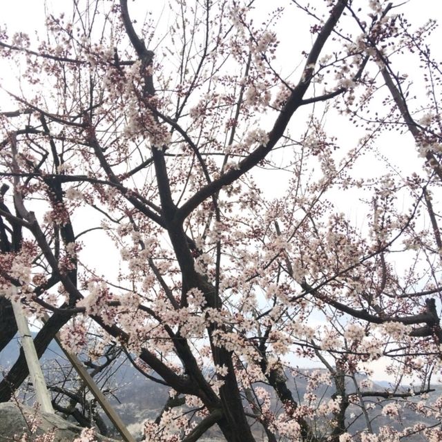 整個山頭真的狀觀和很美💮👍光陽梅花村