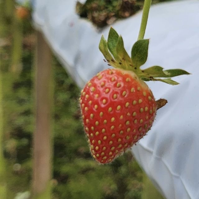 experience picking own strawberries 