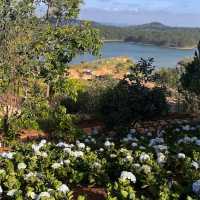 Lavender Dalat