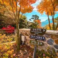 Beautiful Hwadam Botanic Garden I Autumn 