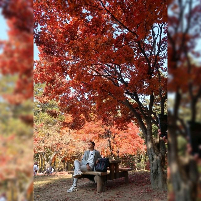 Nami Island Stunning Foliage