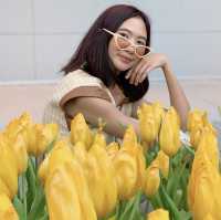 🌷ดอกทิวลิปบานแล้วที่ระยอง อยู่ในพื้นที่มาบตาพุด 