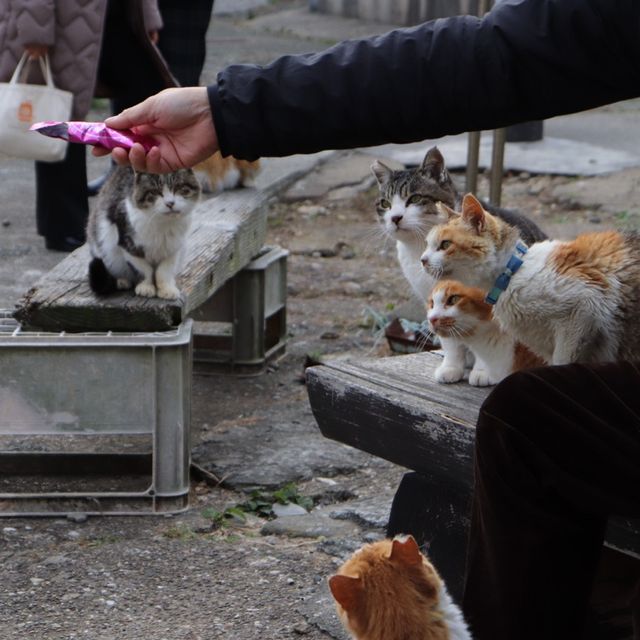 [일본] 고양이 섬 아오시마