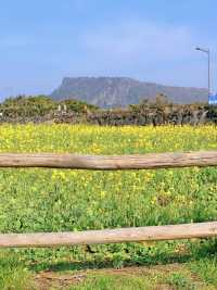 성산일출봉이 한 눈에 보이는 유채꽃 명소