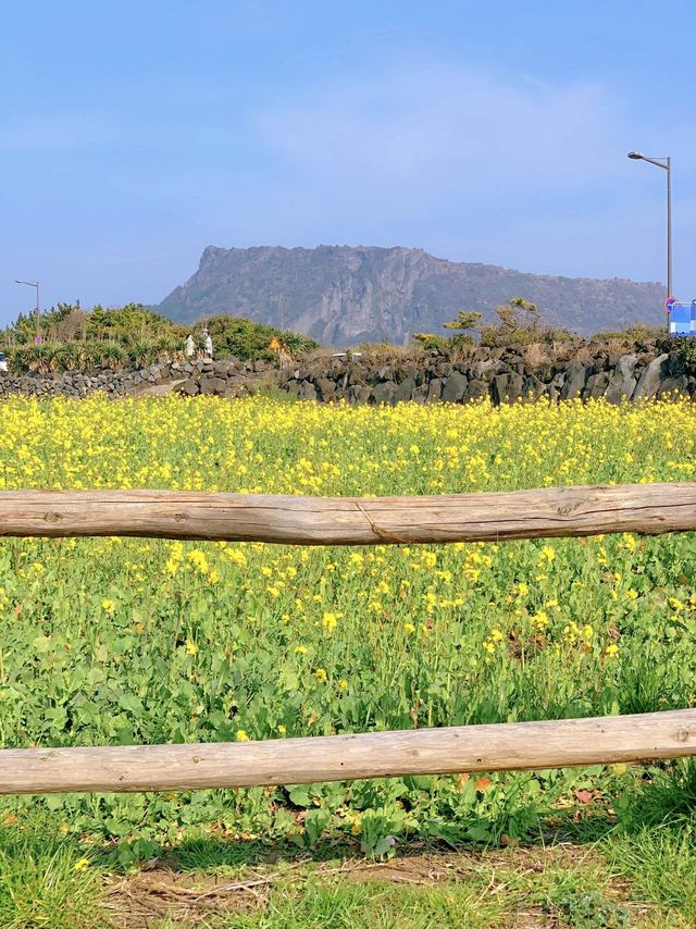 성산일출봉이 한 눈에 보이는 유채꽃 명소