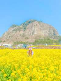 유명한 유채 스팟, 제주 산방산💛 ⠀
