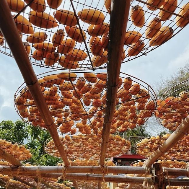 味衛佳柿餅觀光農場 🖌 朝聖壯觀的柿餅曬場