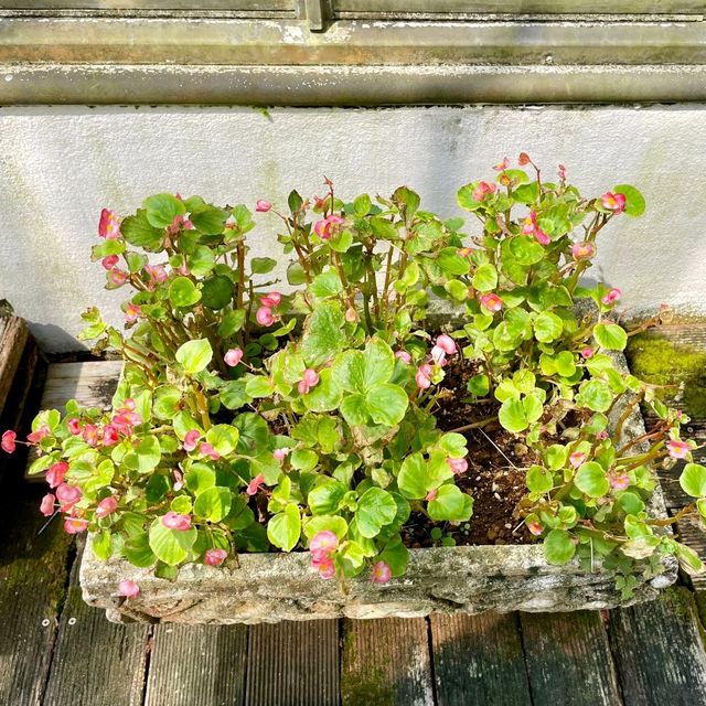 熱帯植物の楽園　熱海バナナワニ園