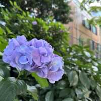 【横浜】夕方の港の見える丘公園で紫陽花散策