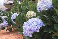 Garden Hydrangeas เมืองดาลัด (Da Lat)
