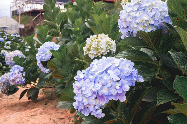 Garden Hydrangeas เมืองดาลัด (Da Lat)