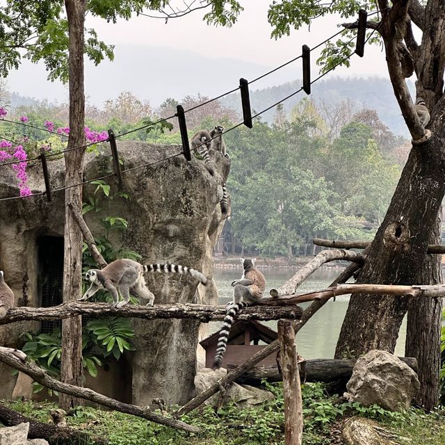 泰國 清邁 夜間野生動物園