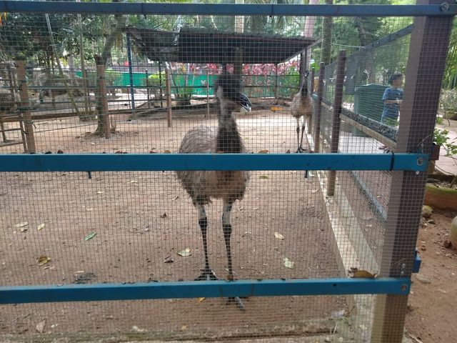 Melaka Crocodile Farm ✨