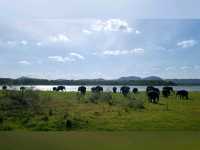 🐘 Sighting in Minneriya National Park 🇱🇰