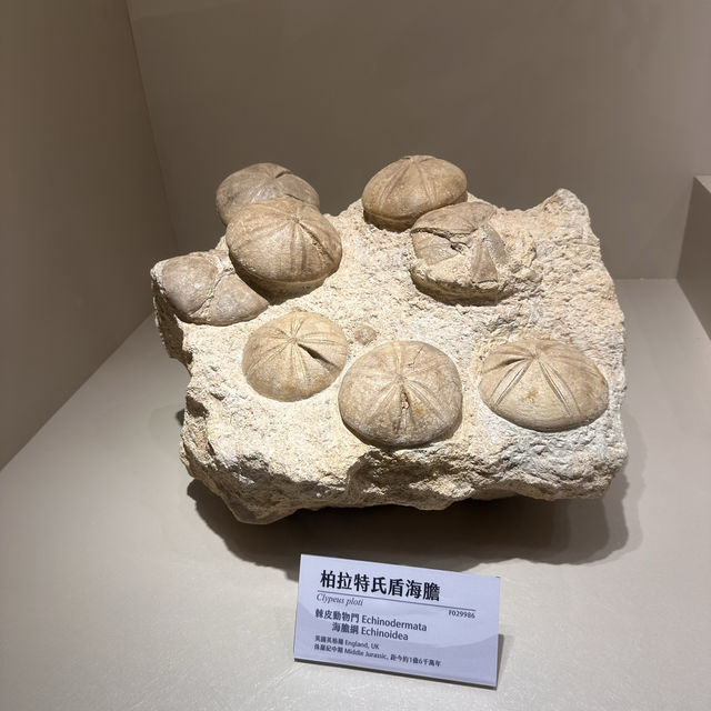 【臺中北區】自然科學館：多展區，立體電影，適合全家一日遊【8/10】