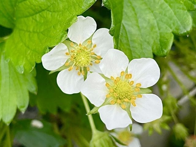 【静岡県/富久屋】石垣いちごと桜えびかき揚げ