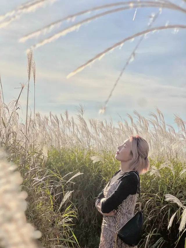 시흥 갯골생태공원 🌾