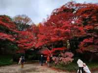 📍Koishikawa Korakuen Garden 🇯🇵