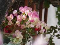 🌺2023香港花卉展覽🪻🌻