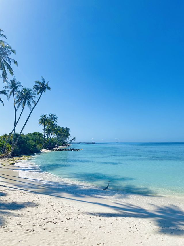 몰디브 현지인들도 인정한 아름다운 리조트🌴💙