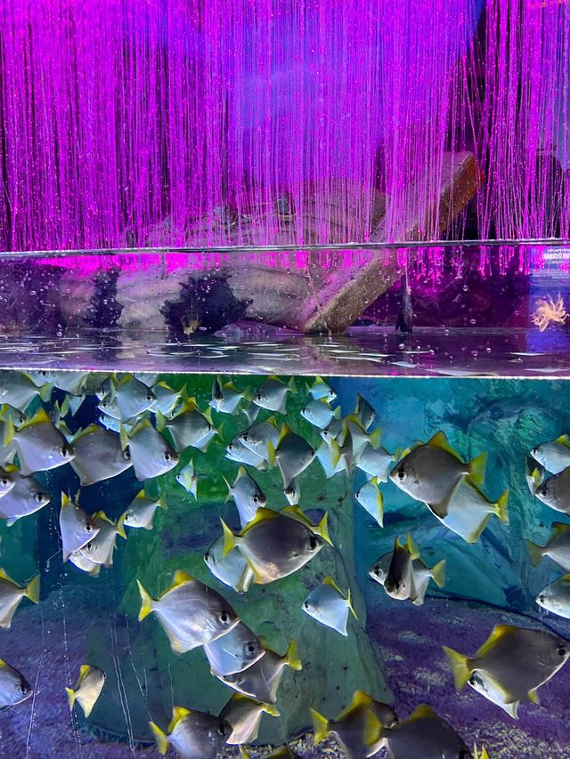 국내최대규모! 서귀포여행 필수코스🐠💙