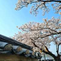 ๐ธ ๊ฒฝ์ฃผ "๋๋ฆ์"์ ์ง๊ธ ๋ฒ๊ฝ ๋ง๊ฐ๐ธ