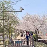 수원 벚꽃여행 🌸 바로 여기! ‘만석공원’ 