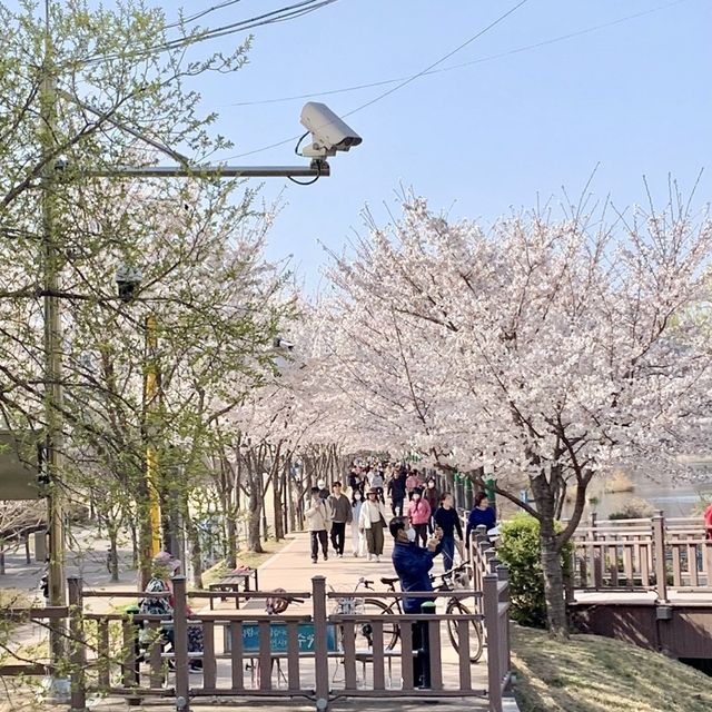수원 벚꽃여행 🌸 바로 여기! ‘만석공원’ 