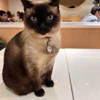 長沙灣木系貓Cafe