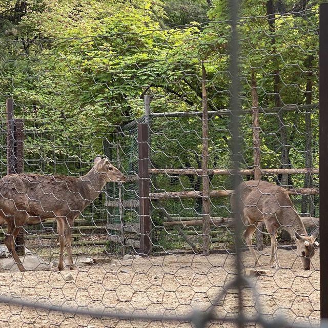 튤립🌷이 한가득 피어있는 “서울숲” 🌳